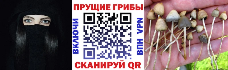 Галлюциногенные грибы прущие грибы Купить закладки Богородицк